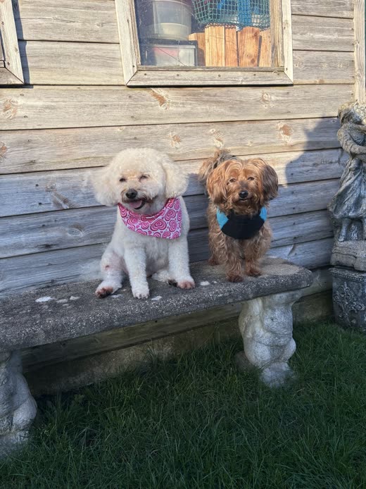 A freshly groomed white poodle-cross in a pink bandana sitting beside a tan dachshund